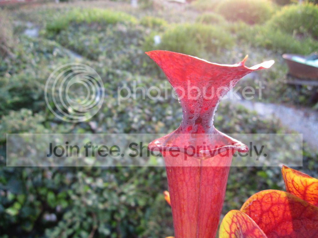 Sarracenia flava var. atropurpurea (Carolina Clone)