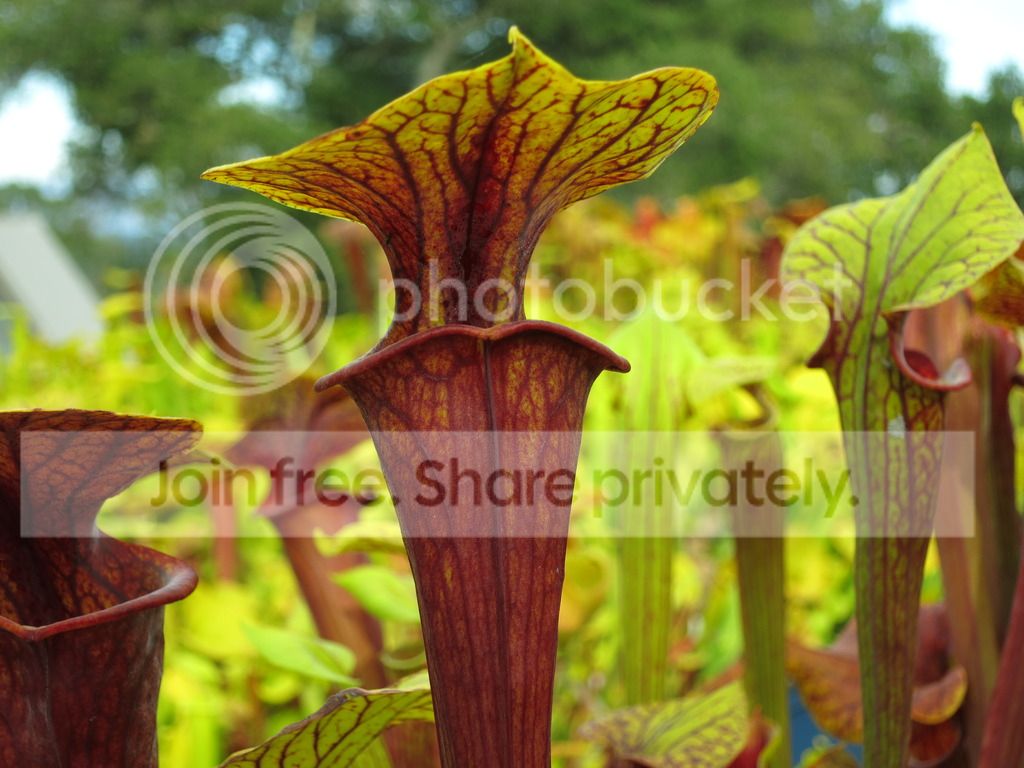 red clone, 2015-07-13