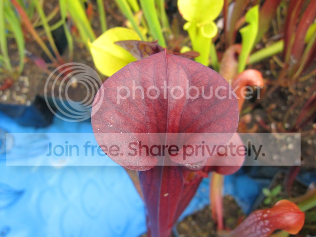 RED, 2012-06-23