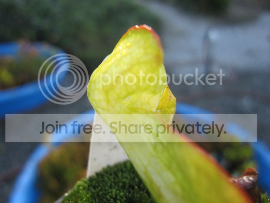 Yellow-flower psittacina, 2012-08-31