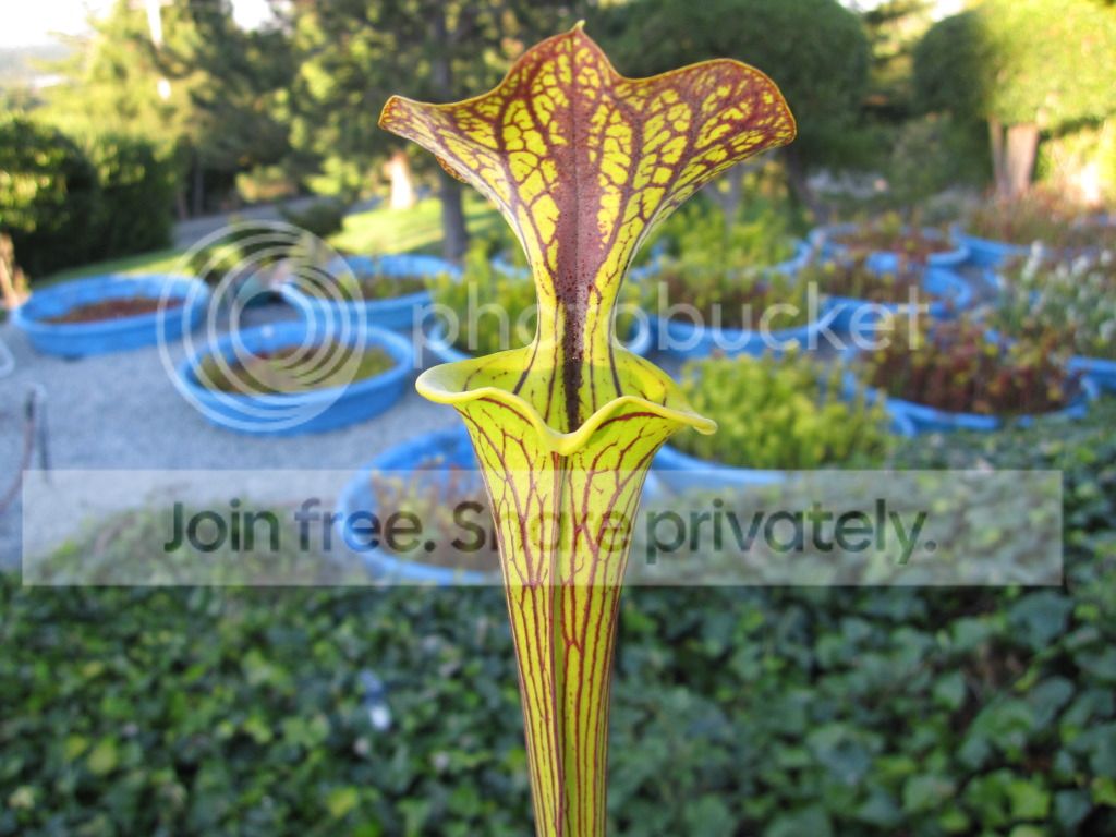 Black-vein detail, 2012-06-11