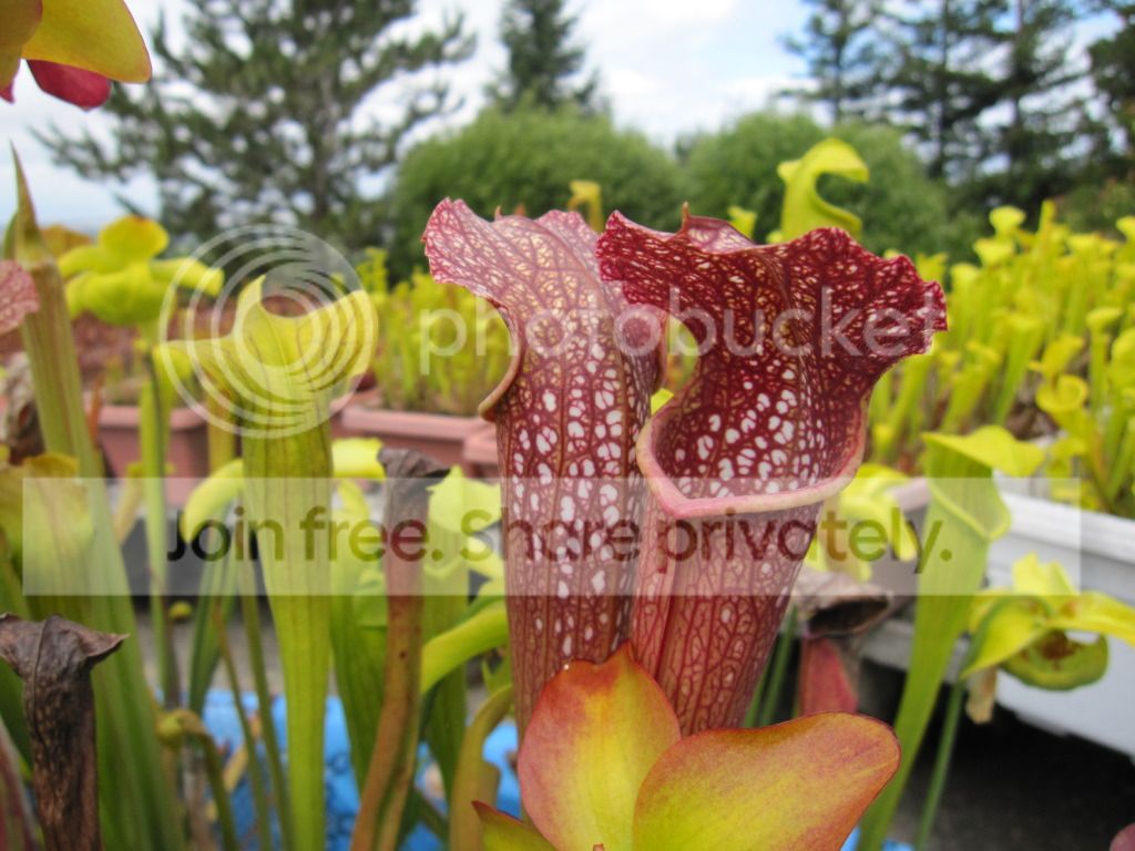 leucophylla 'RED' × minor okee, 2012-06-03