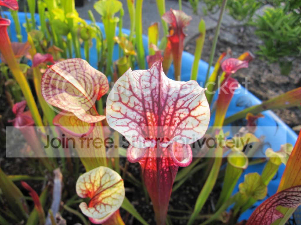 Sarracenia x Elaine Wang (S. 'Adrian Slack' × 'Judith Hindle')
