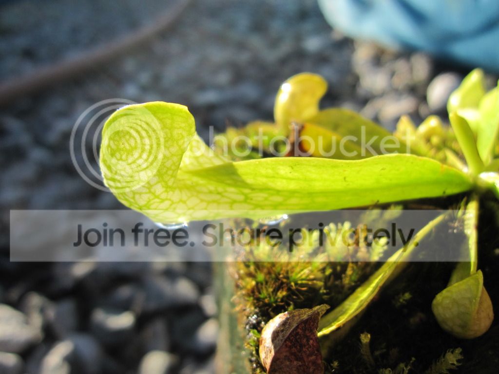 Sarracenia psittacina 'Green Rosette' (anthocyanin-free) Gulf Co, FL