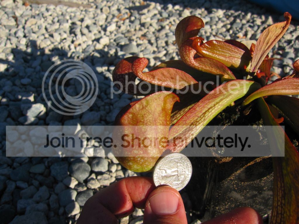 'Large Red' with US quarter for scale, 2012-08-03