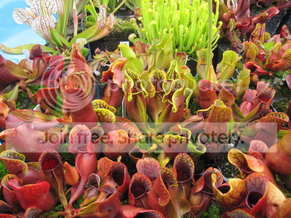 Wellington clone (visibly distinctive) in a tray with many other purpurea clones, September 2012.
