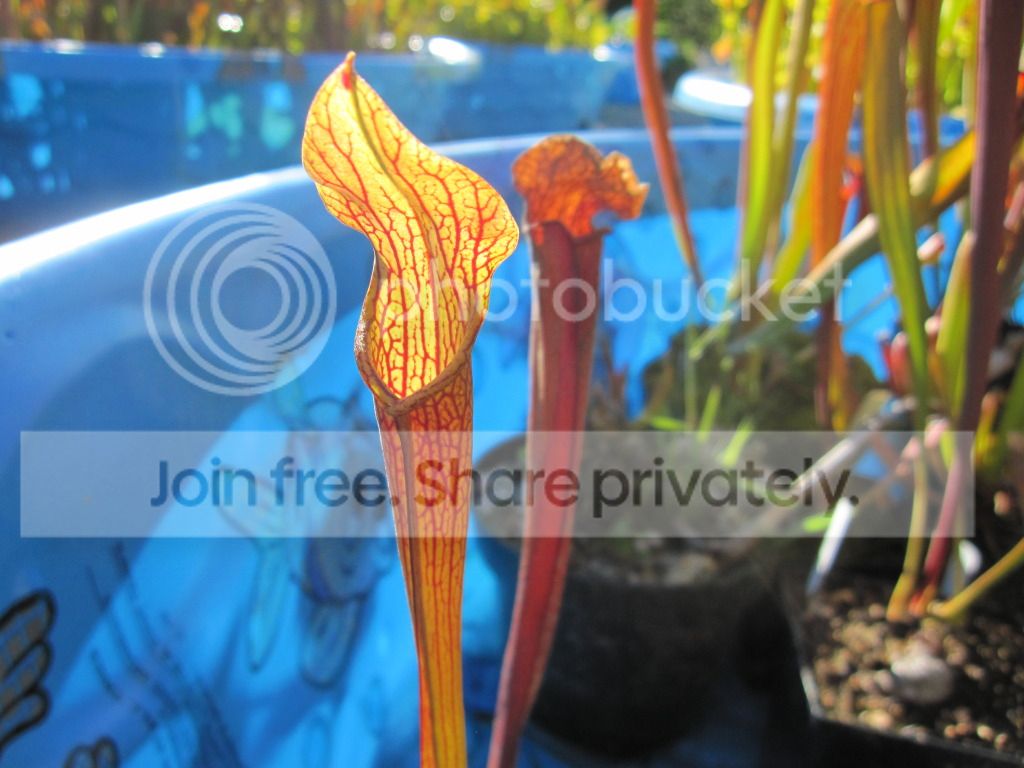 Sarracenia rubra 'Ancestral' Taylor Co, GA — Clone B (tall / gulfensis-like)