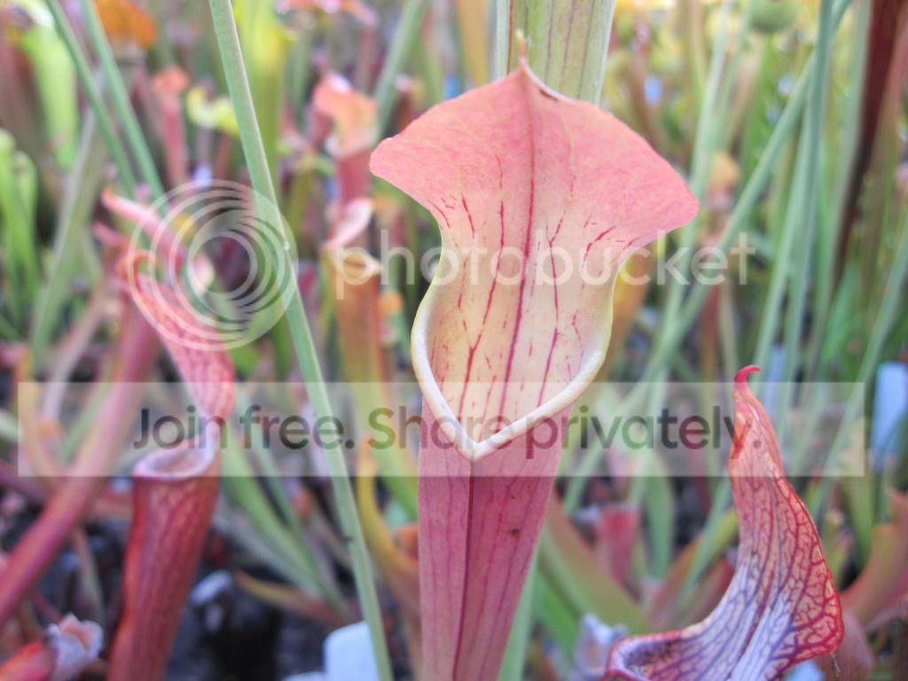 Same plant, different color, 2012-06-24