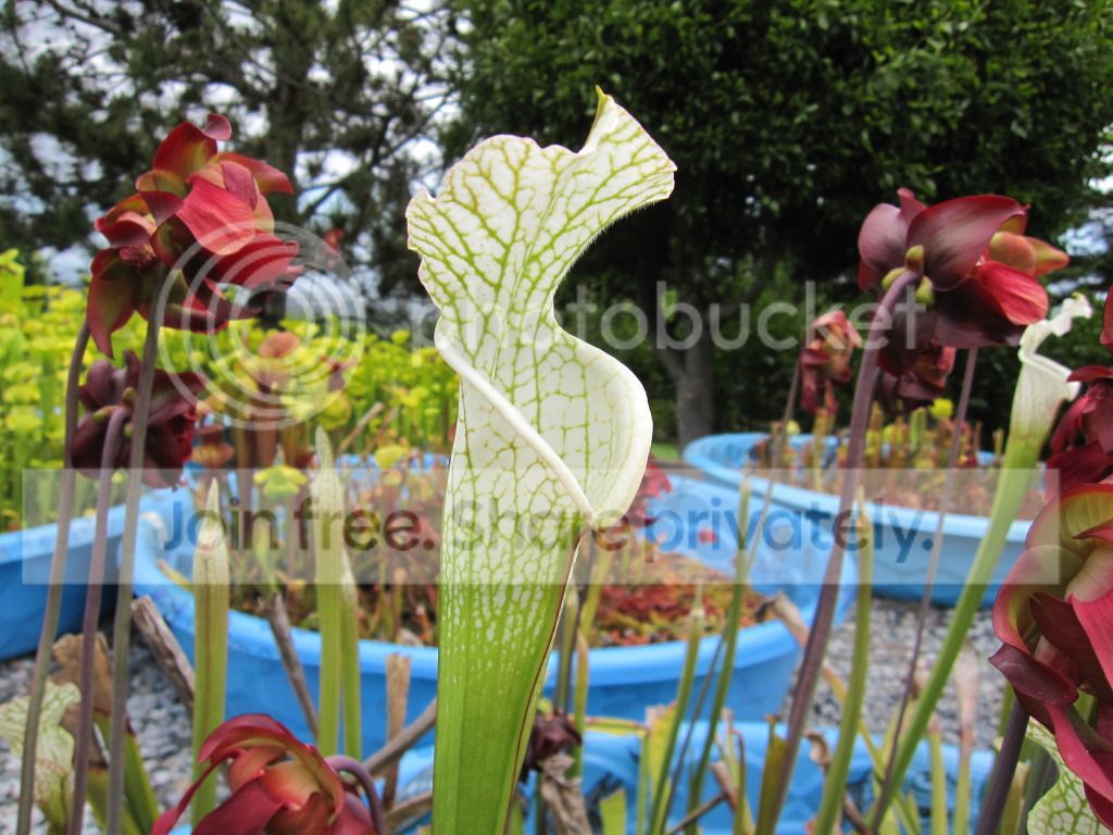 Different division, drastically different look — same clone, 2012-05