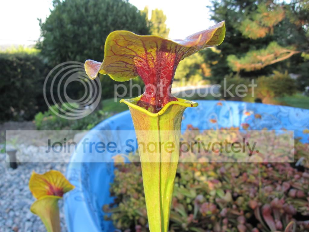 Sarracenia flava var. cuprea 'Botanique' (Horry/Shallotte NC lineage)