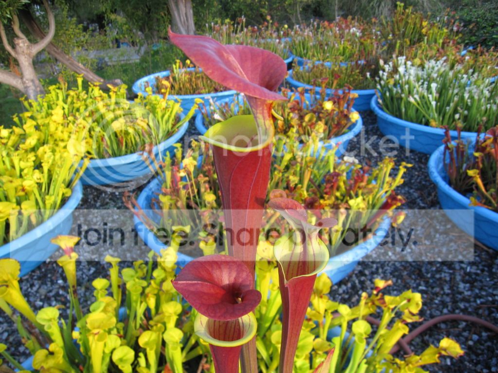 Sarracenia flava var. atropurpurea 'Waccamaw'