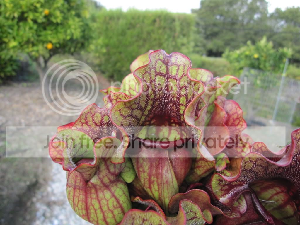 Sarracenia purpurea ssp. venosa 'Clone B' Brunswick Co, NC