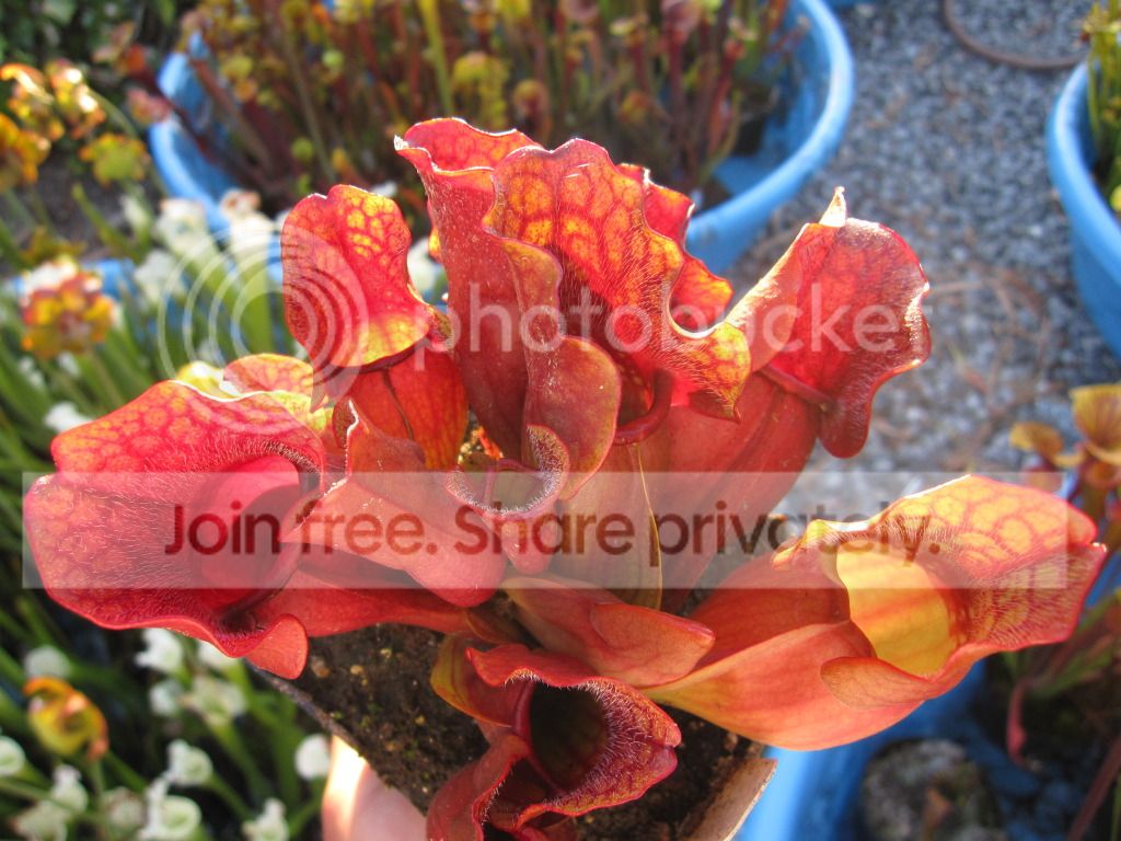 Filling pot, 2012-07-23