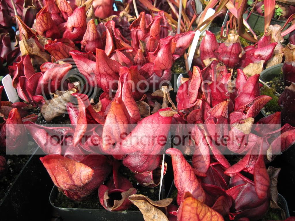 Sarracenia purpurea var. montana Transylvania Co, NC — population (winter color, 2012)