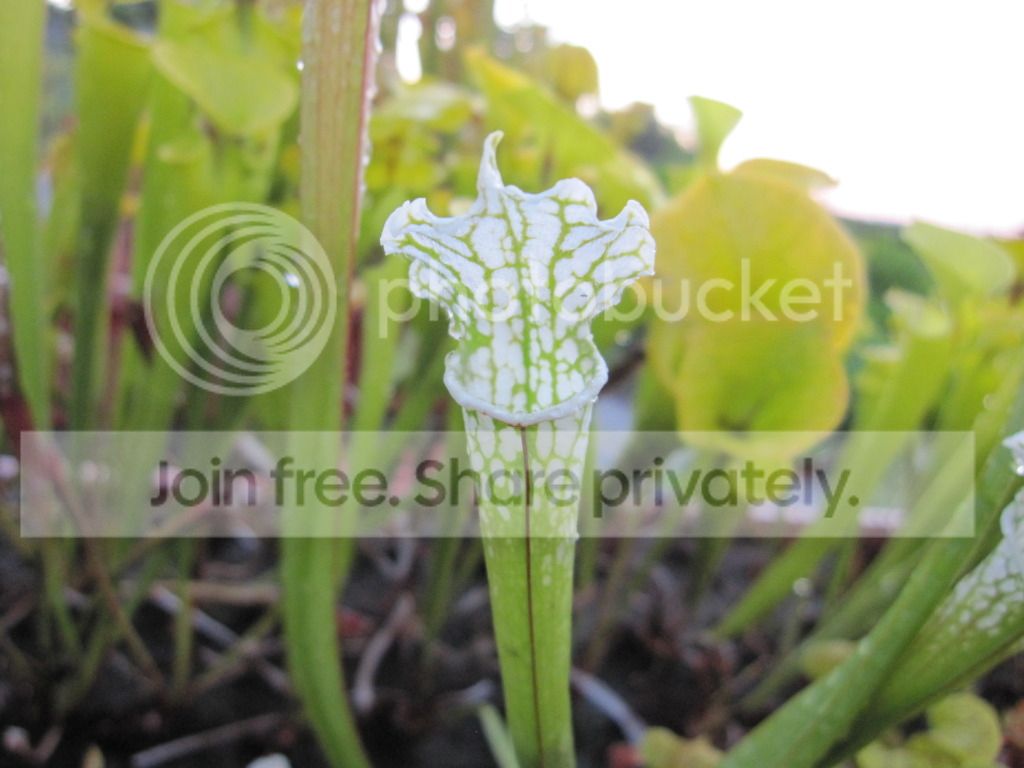 Sarracenia leucophylla 'Hurricane Creek White' (John Hummer source) Baldwin Co, AL