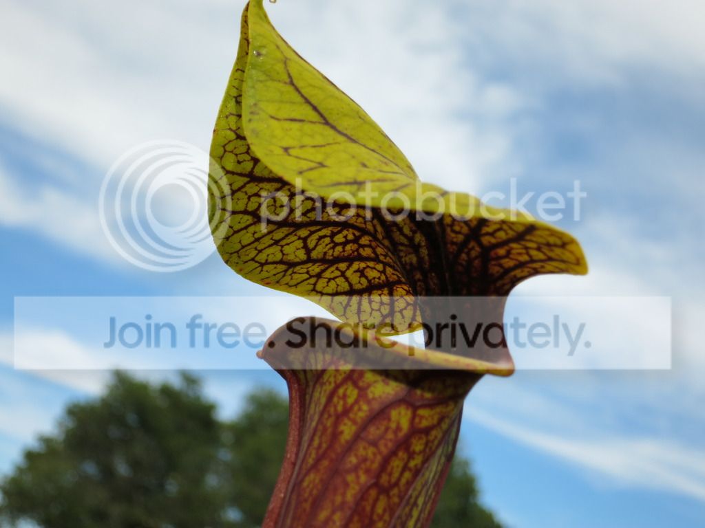 mug shot clone, 2015-07-13