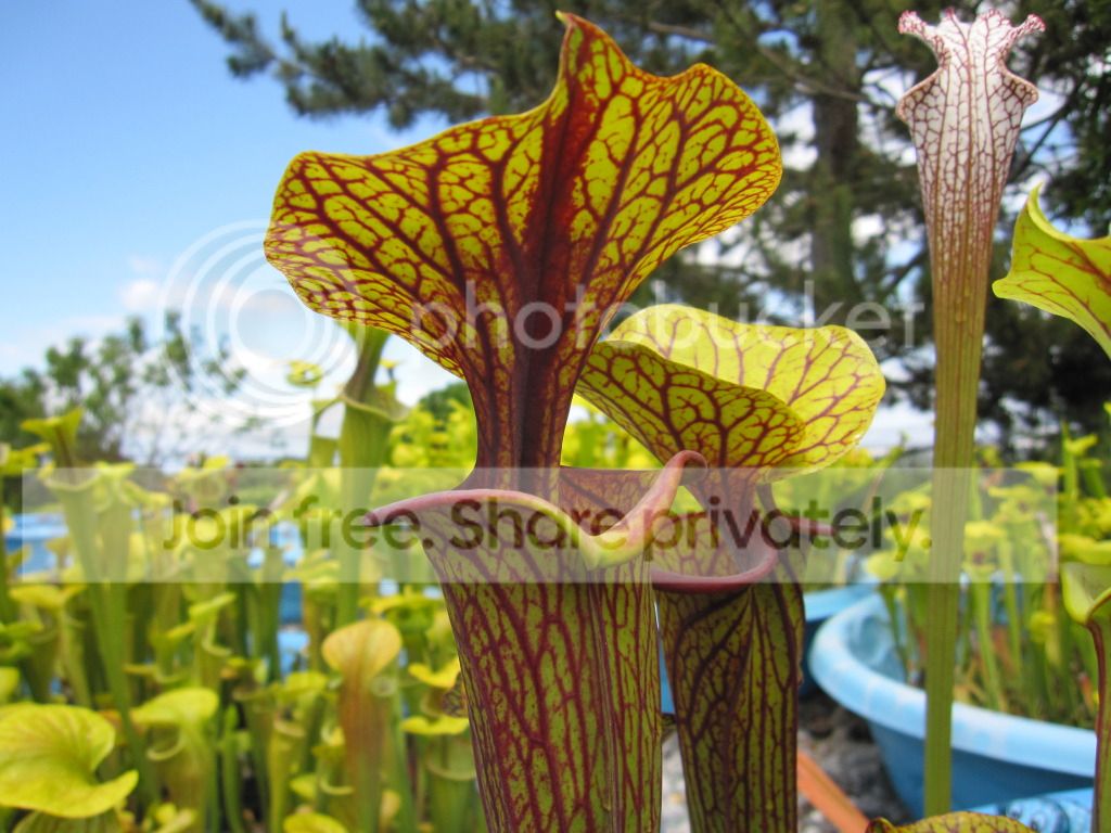 Sarracenia flava var. ornata (Gulf Coast x Bulloch Co, GA black-veined) select clone
