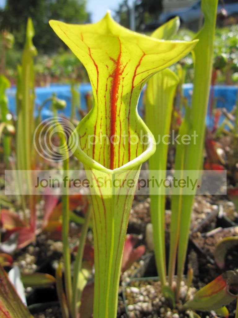 oreophila 'Alabama' — pitcher ~1 week older, 2012-04-08.