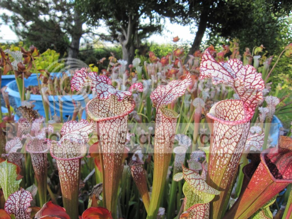 Sarracenia leucophylla 'Burgundy' (ex-Meadowview)