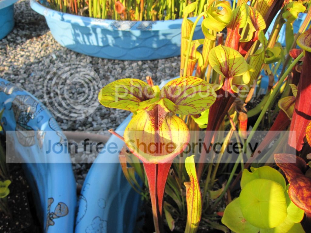 Clone J, 2012-05-08