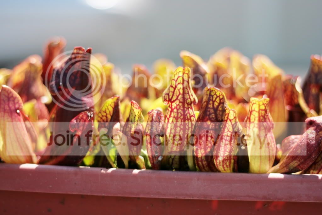 Sarracenia purpurea ssp. purpurea 'Marl Bog form' Bruce Co, ON
