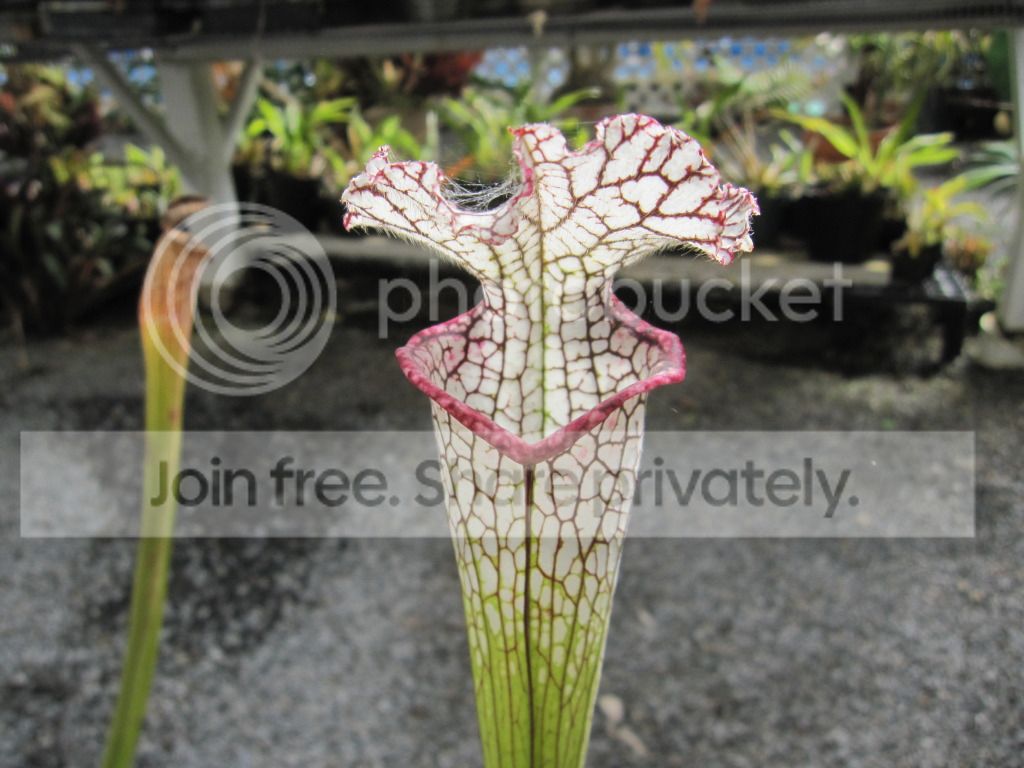 CC greenhouse-grown leucophylla, October 2012 — yuri's pick.