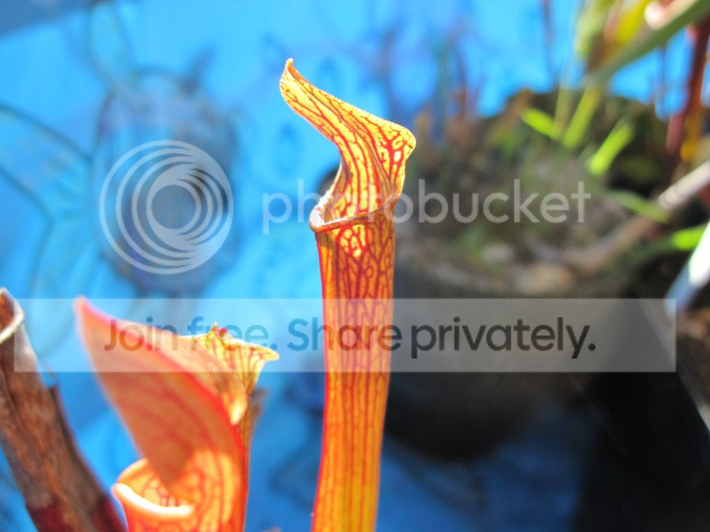 Sarracenia rubra 'Ancestral' Taylor Co, GA — Clone A (small / clumping)