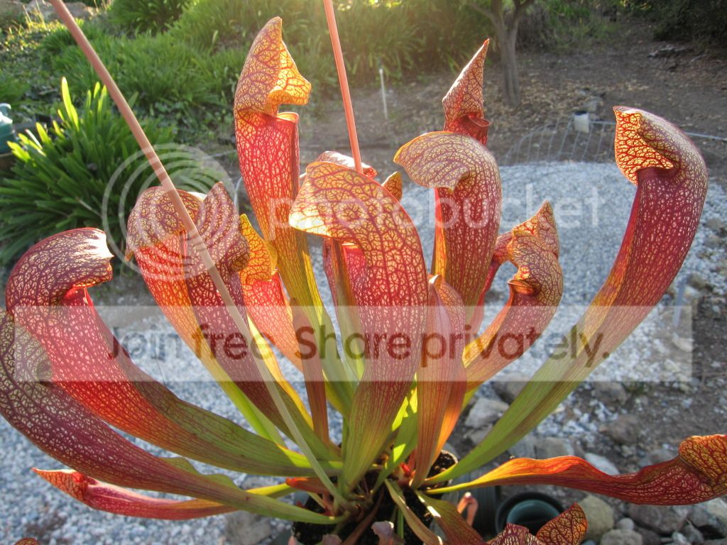 Sarracenia × 'Dixie Lace'