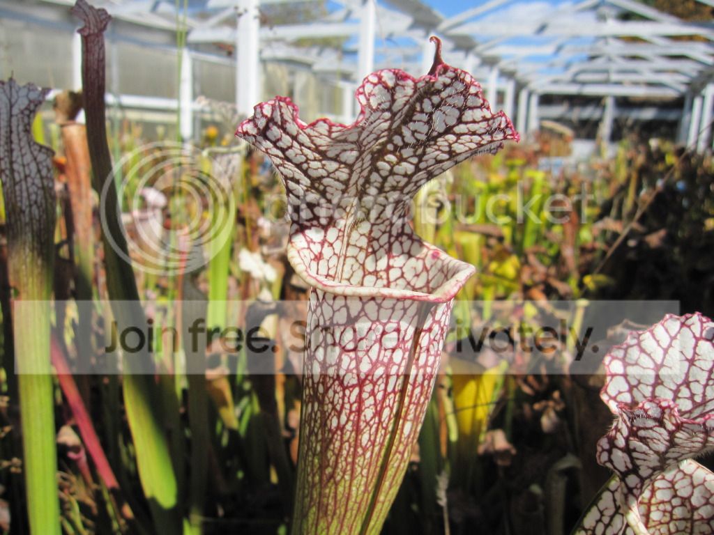 CC leucophylla — outdoor, October 2012.