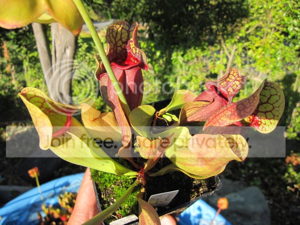 Sarracenia rosea N. Walton Co, FL (Brooks Garcia / Wilkerson property)