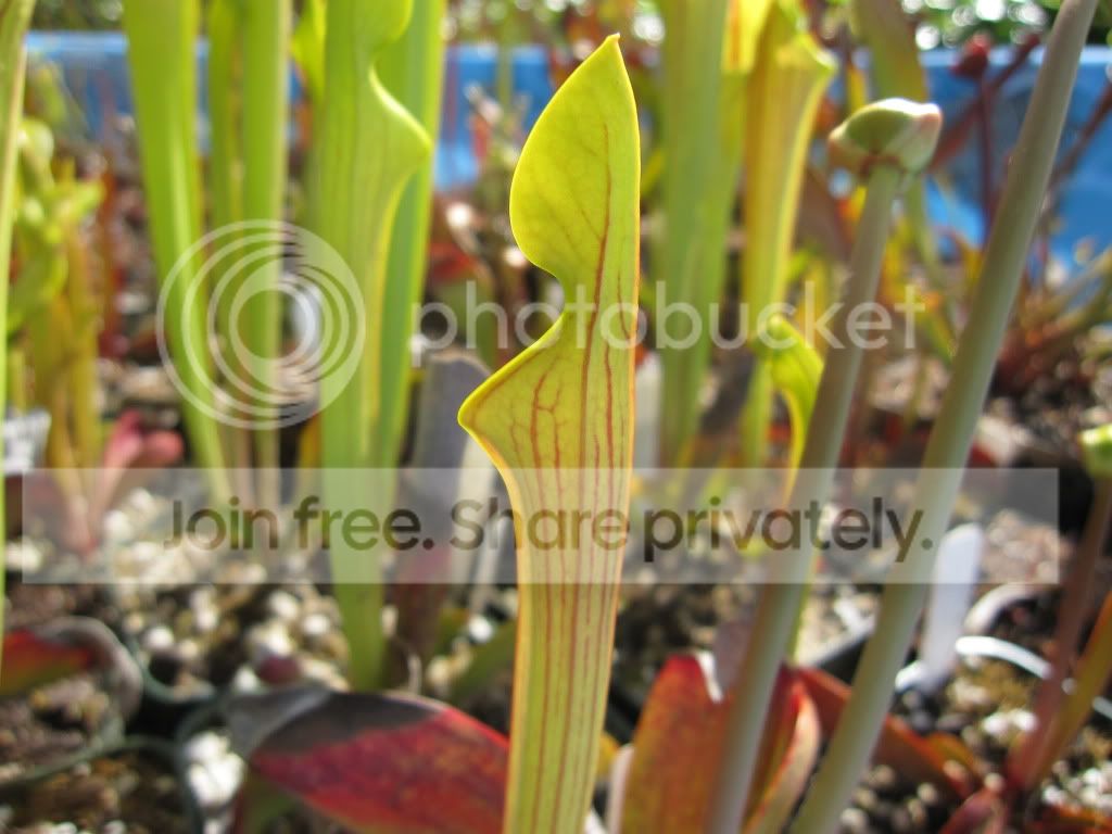 oreophila 'Alabama' developing pitcher, 2012-04-08.