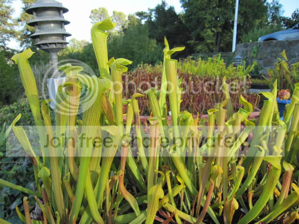Sarracenia alata Covington County (likely MS)