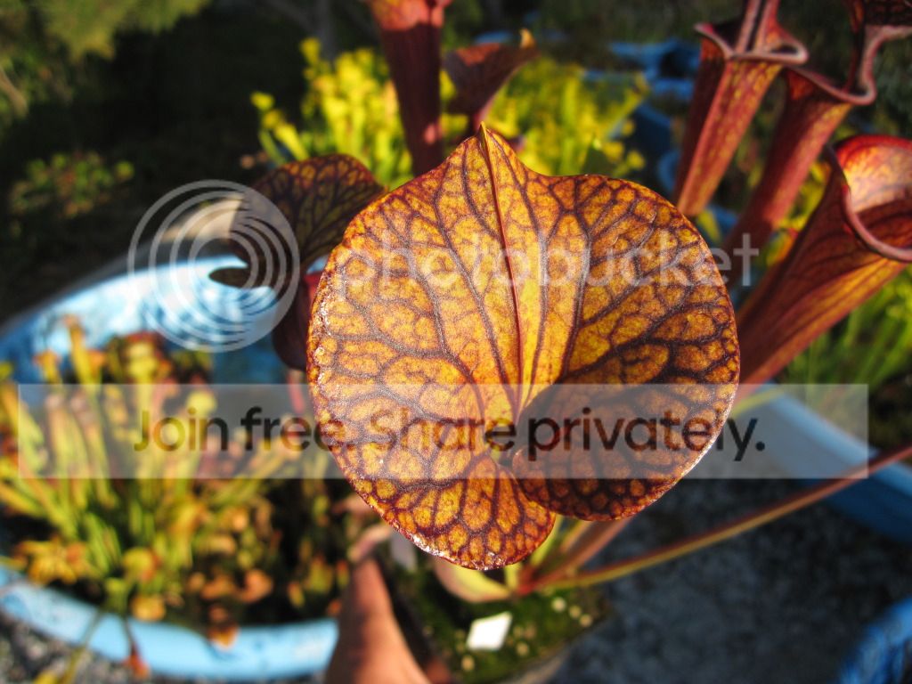 Sarracenia flava var. ornata (Gulf Coast, FL × black veined Bulloch Co, GA) clone B