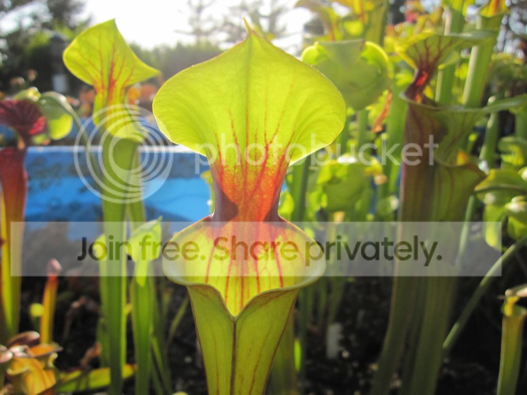 Sarracenia flava 'Killer' Okaloosa Co, FL