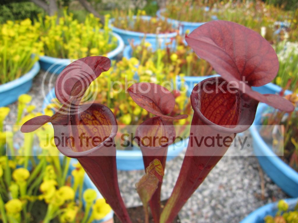 RED, 2012-06-23