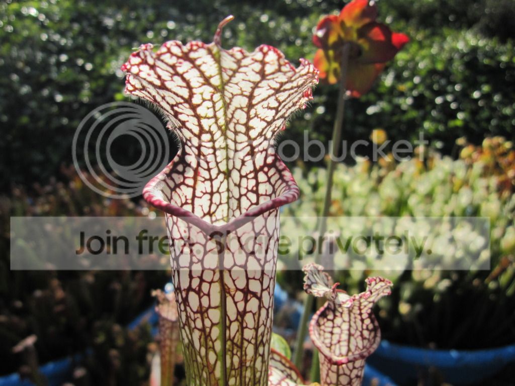 leucophylla