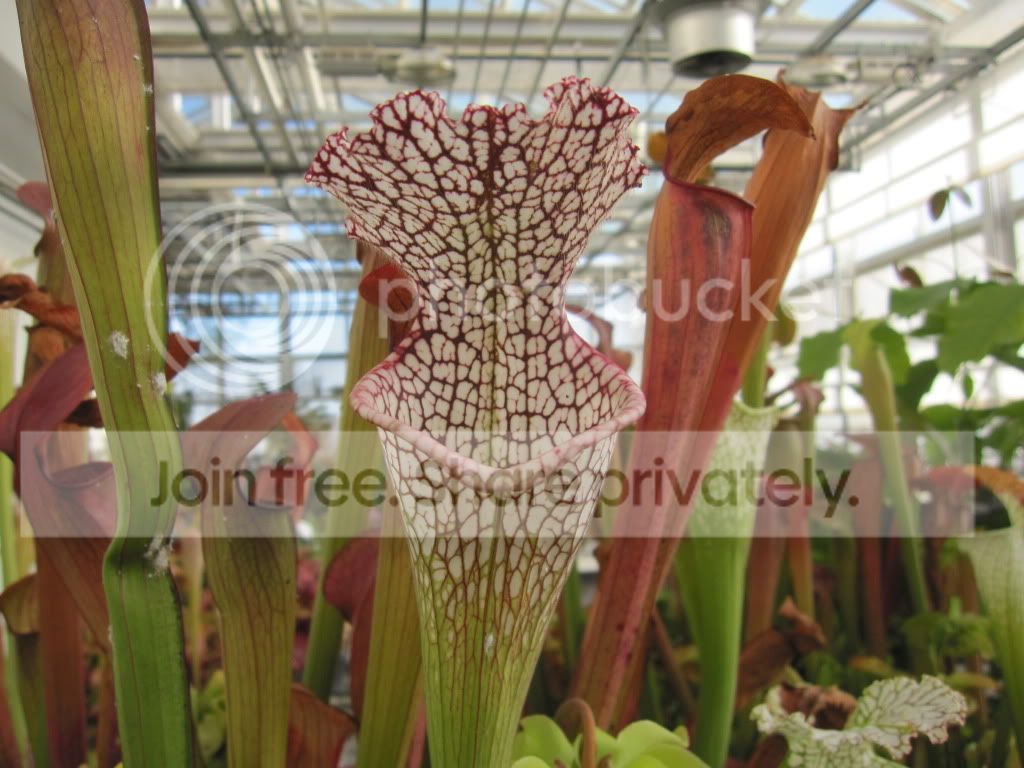 Another UCD leucophylla clone, December 2012.