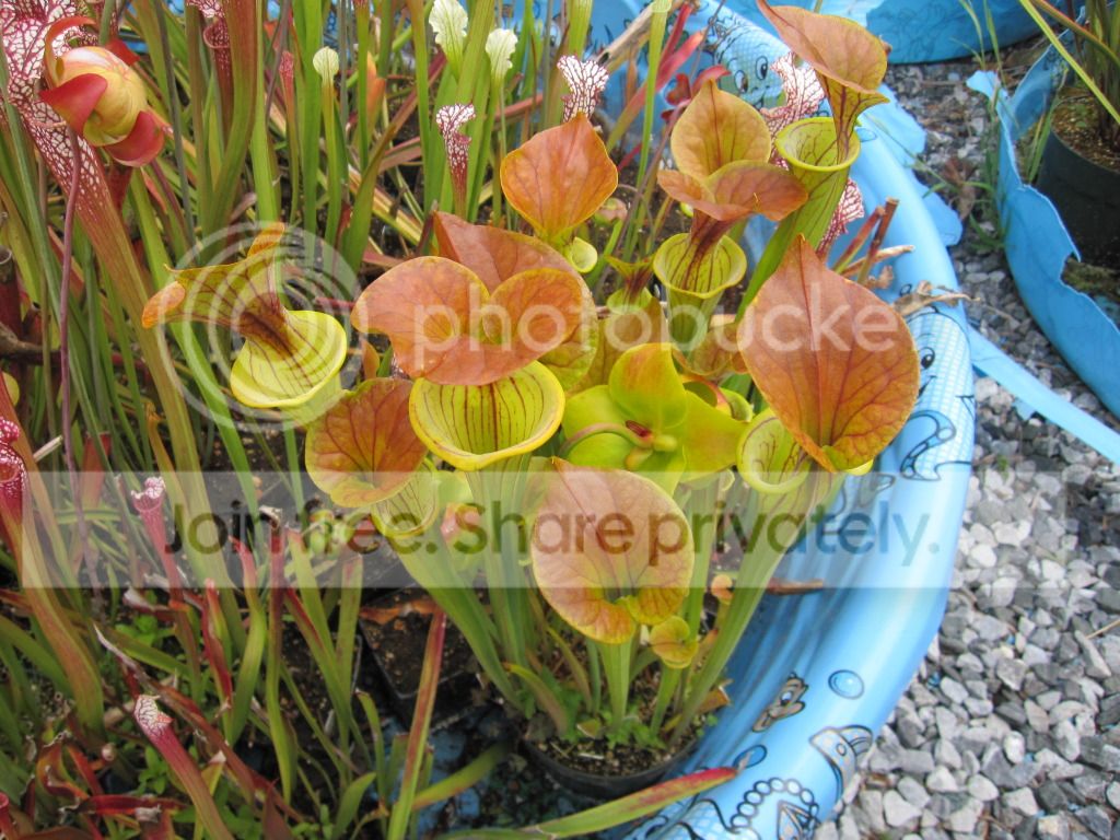 Coppery color, 2012-05-30