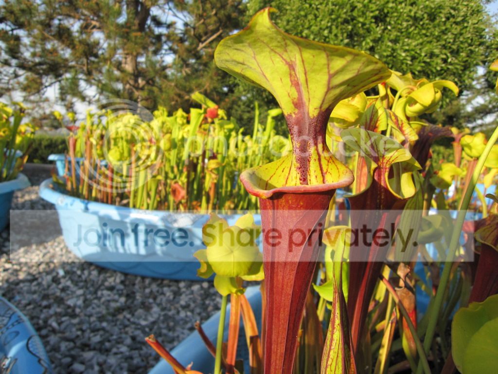 Sarracenia flava var. rubricorpora 'Clone J' Liberty Co, FL