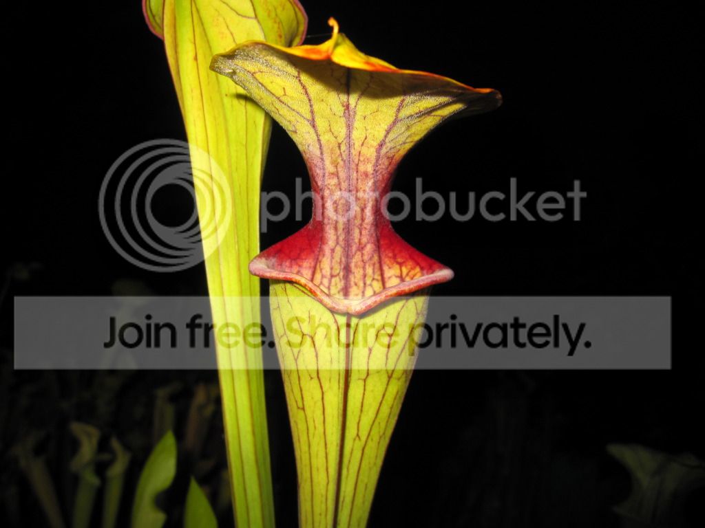 Clone B, 2012-07-23