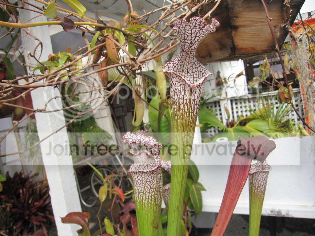 CC leucophylla — polycarbonate-greenhouse-grown, October 2012. yuri (post #4) called this 'really elegant'.