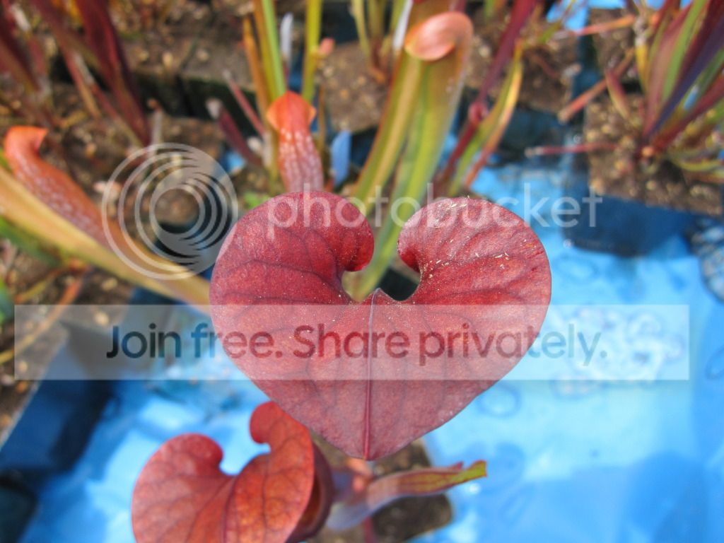 RED, 2012-06-23