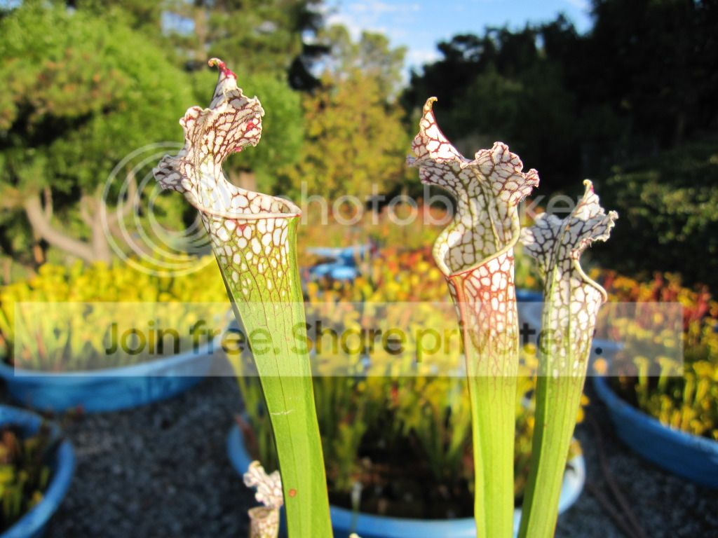 Sarracenia leucophylla Sumter Co, GA