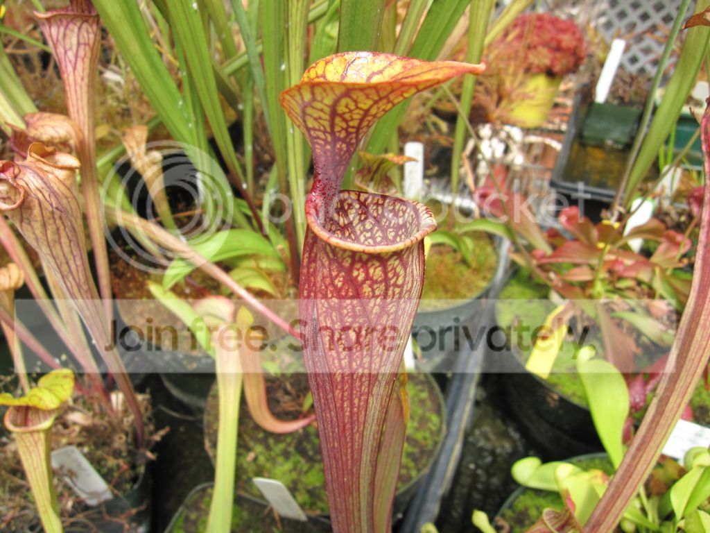 Sarracenia oreophila var. ornata 'Sand Mountain' — California Carnivores multi-clone (greenhouse photo set)