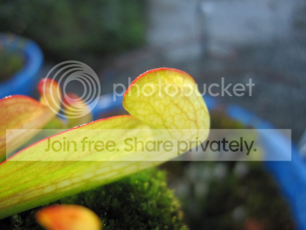 Yellow-flower psittacina, 2012-08-31