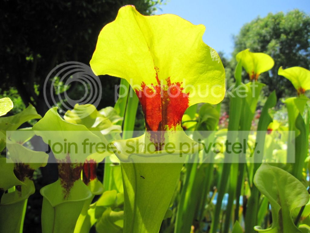 Sarracenia flava var. rugelii 'Clone D' (very red throat)
