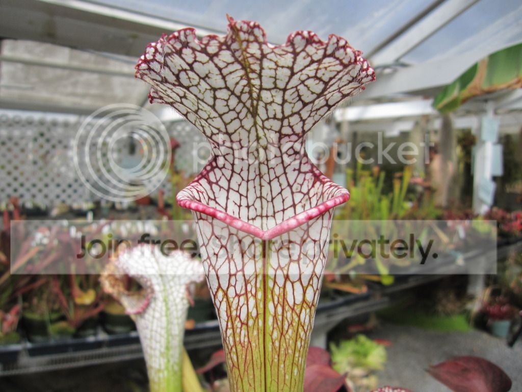 CC greenhouse-grown leucophylla, October 2012.