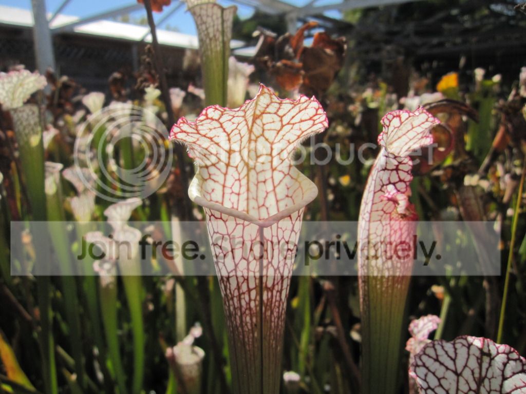 CC leucophylla — outdoor-grown, October 2012.