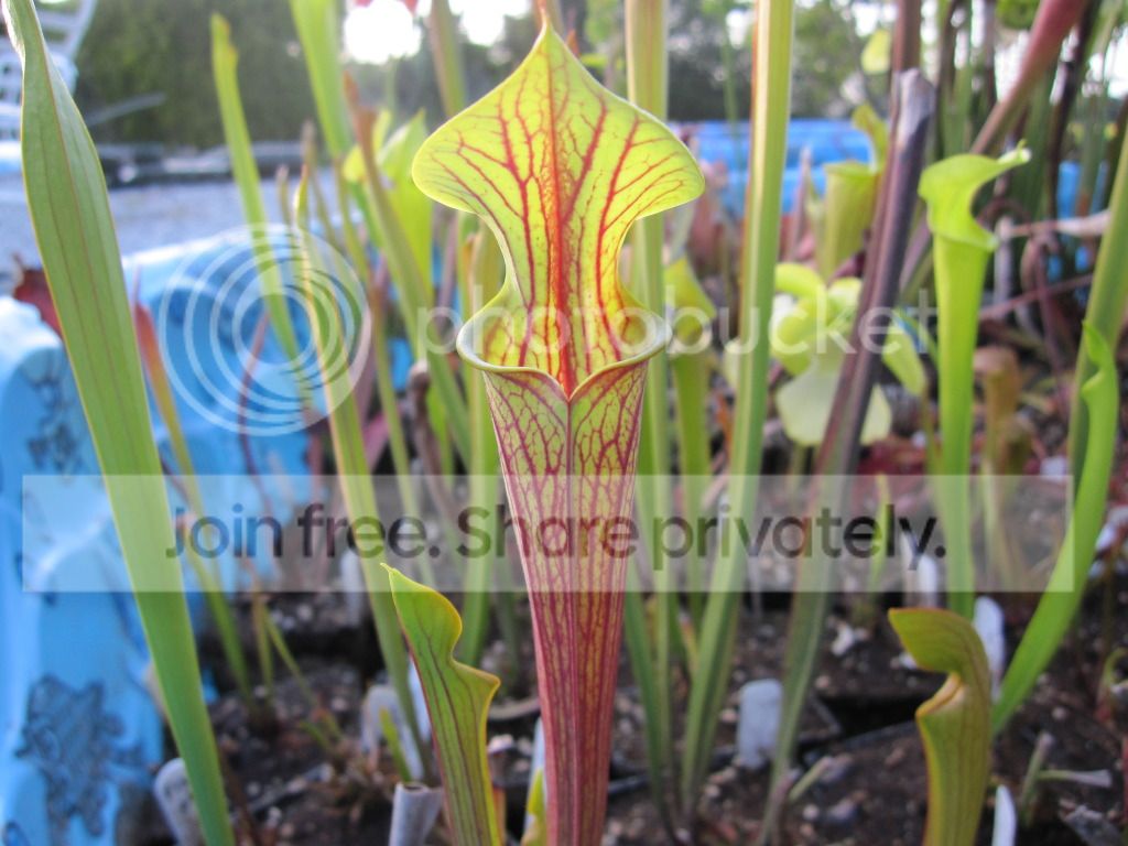 Sarracenia flava var. rubricorpora 'Claret' (Mike King F25C)