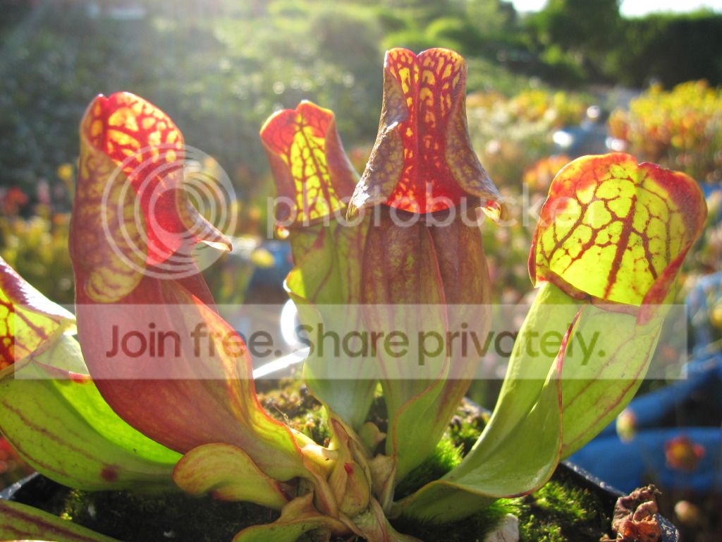 Sarracenia purpurea ssp. purpurea Tolland Co, Connecticut (Rob Co source)